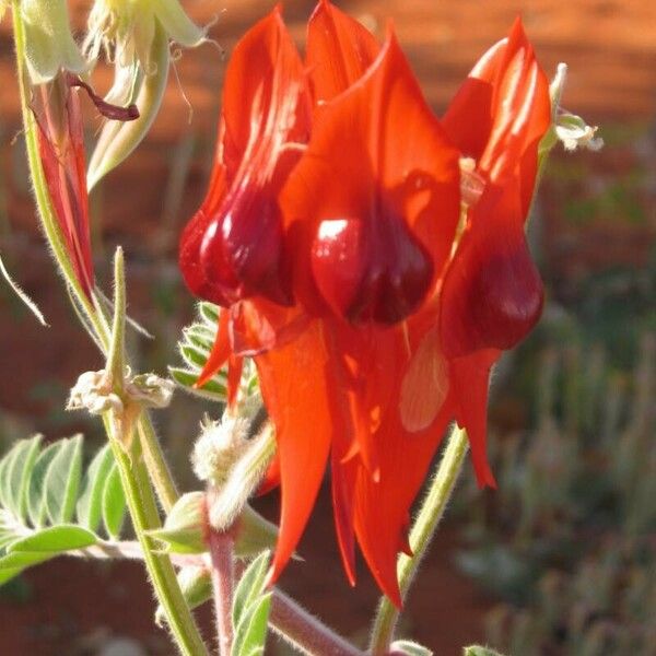 Swainsona formosa Flower