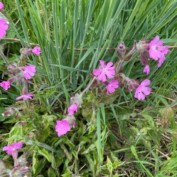 Silene dioica Õis