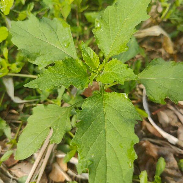 Physalis angulata Levél