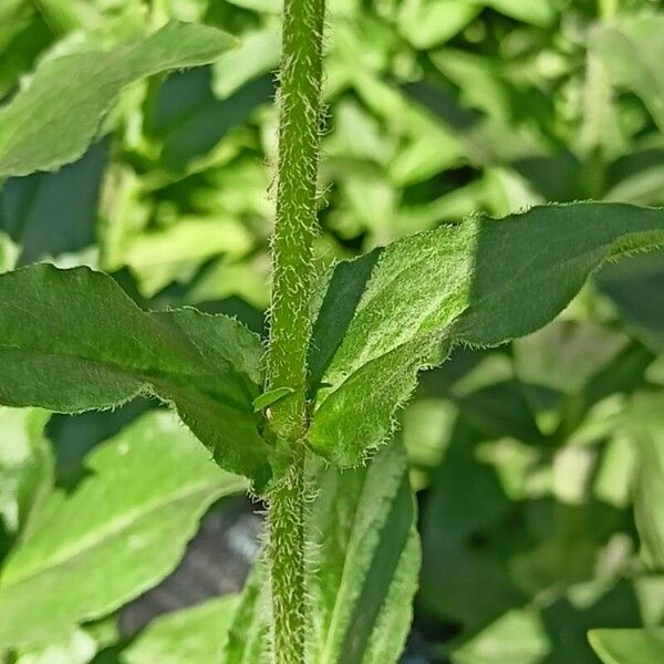 Silene chalcedonica Fuelha