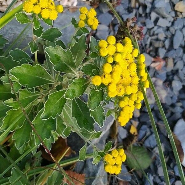 Ajania pacifica Blomst