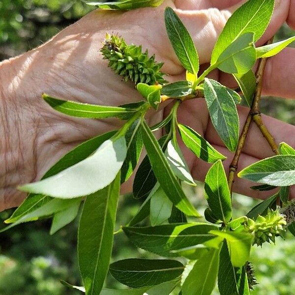 Salix pentandra Fruto