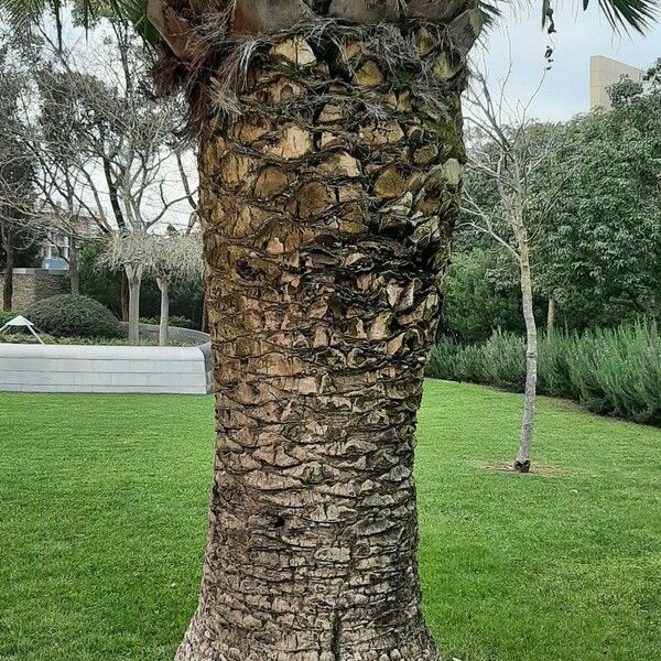 Phoenix canariensis Azala