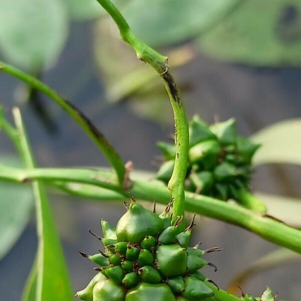 Sparganium erectum Fruit