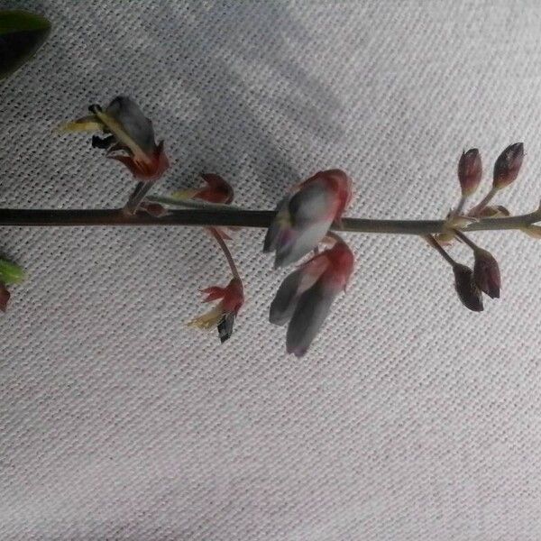 Desmodium uncinatum Цветок