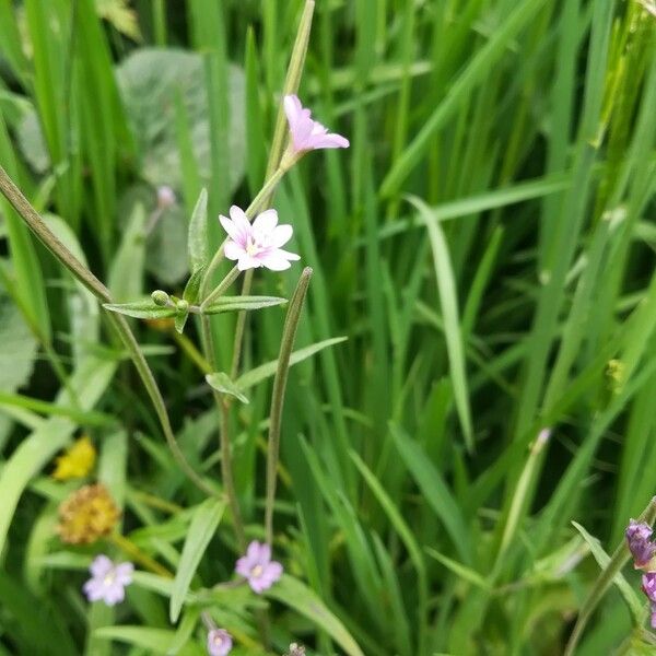 Epilobium palustre Blomst