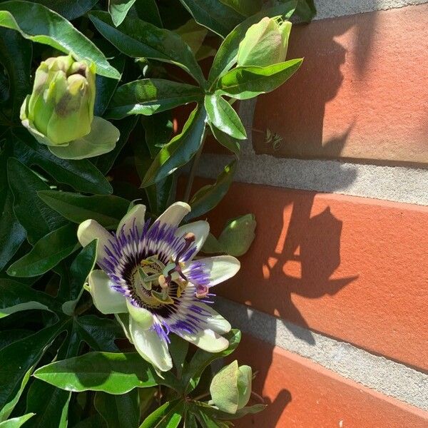 Passiflora caerulea Blomma