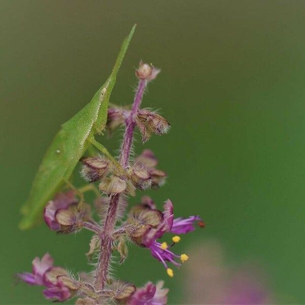 Ocimum tenuiflorum Žiedas