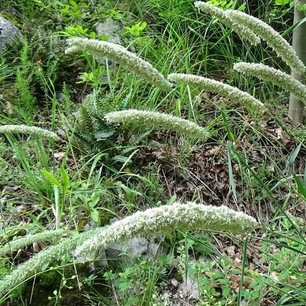 Phleum phleoides Flower