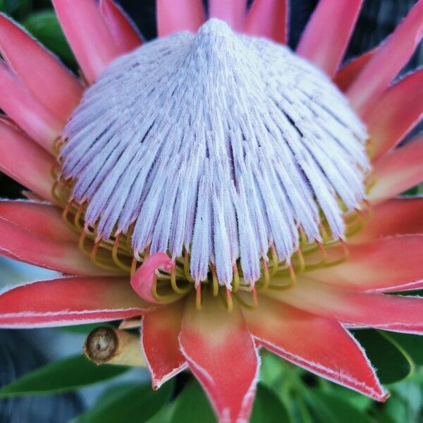 Protea cynaroides Flower