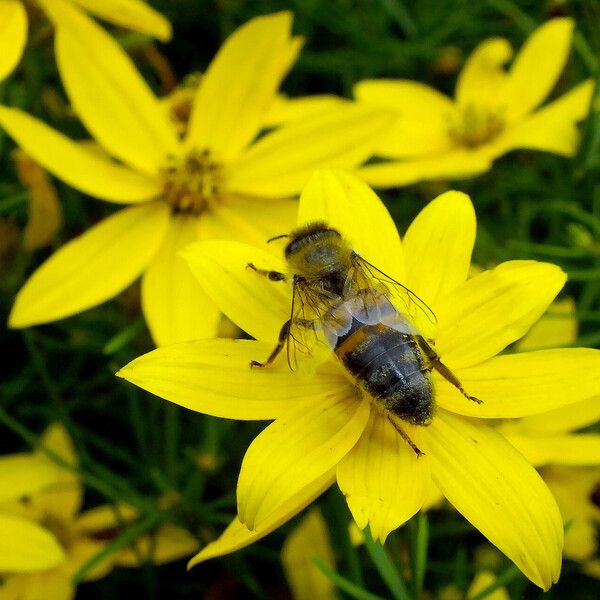 Coreopsis verticillata Floare