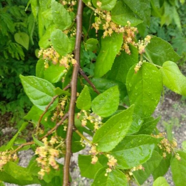 Guazuma ulmifolia Квітка