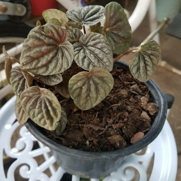 Peperomia caperata Leaf