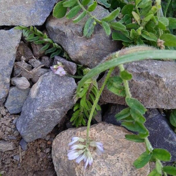 Biserrula pelecinus Flower