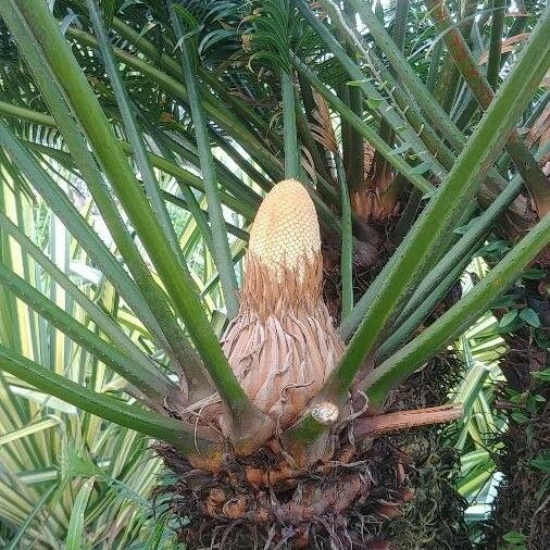 Cycas revoluta Blomst