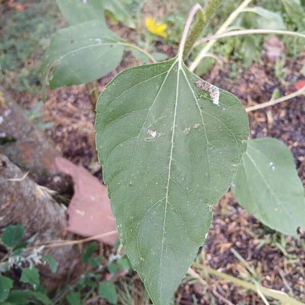 Helianthus annuus Leaf