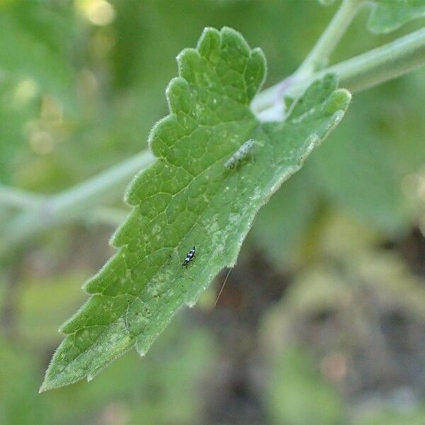 Nepeta cataria Leaf