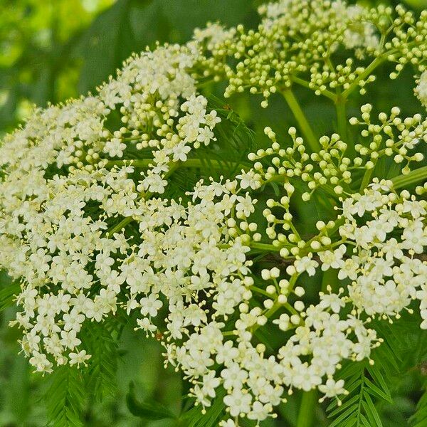 Sambucus canadensis Floare