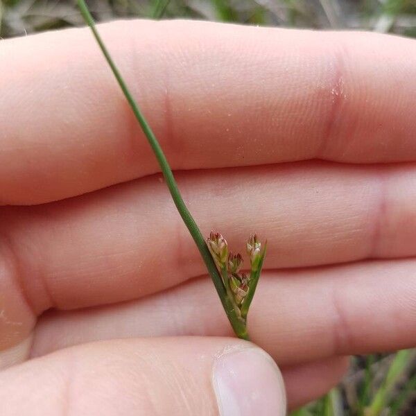 Juncus bulbosus 花