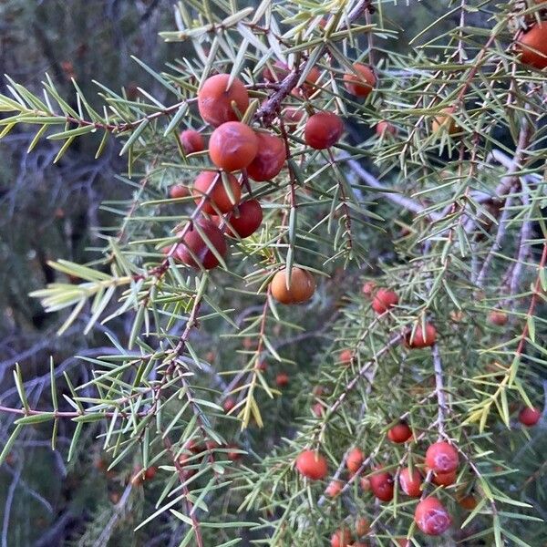 Juniperus oxycedrus Owoc