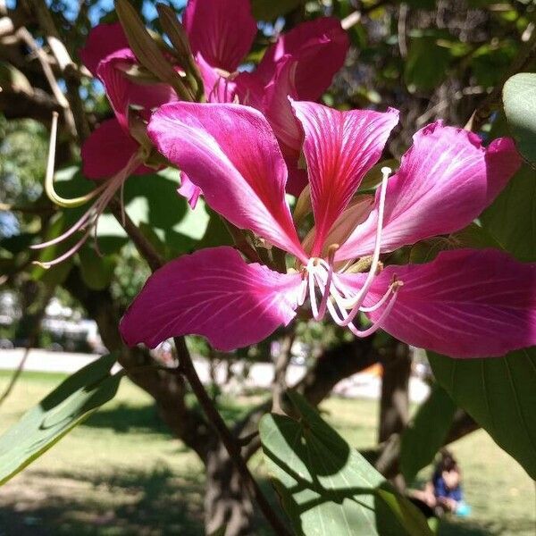 Bauhinia purpurea Flower