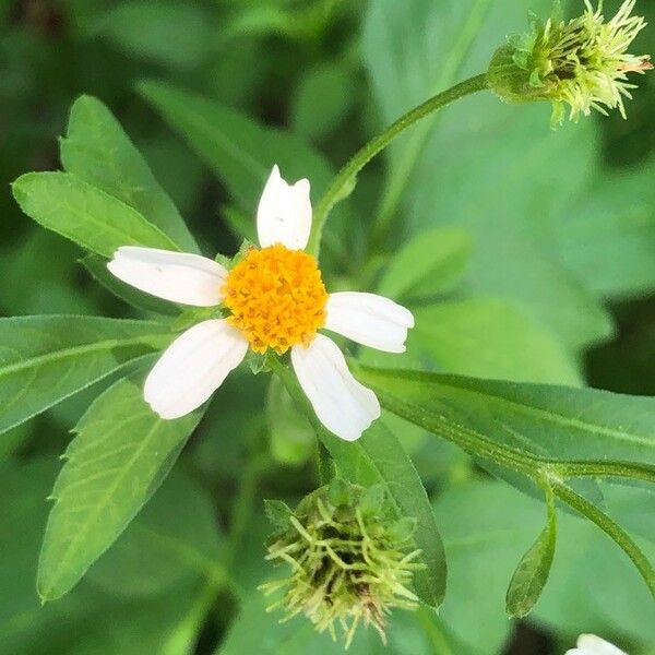 Bidens pilosa Blomst