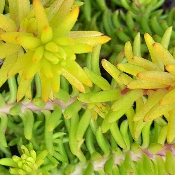 Sedum rupestre 叶