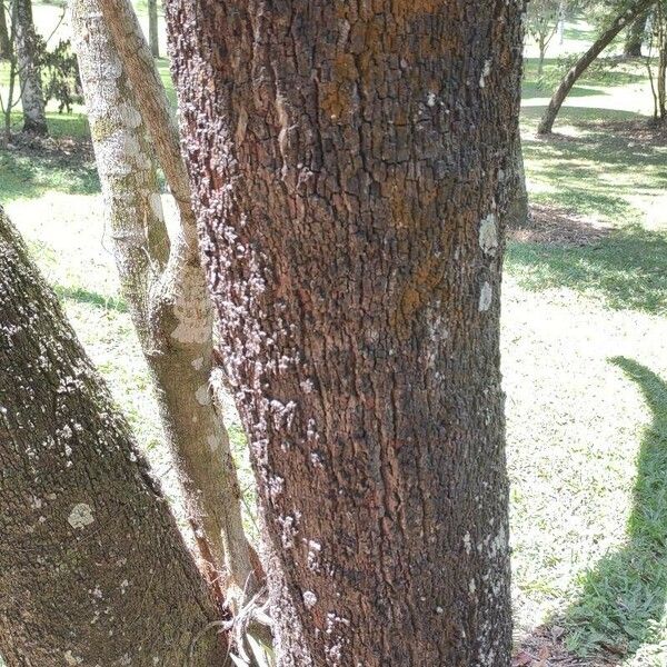 Clethra mexicana Kůra