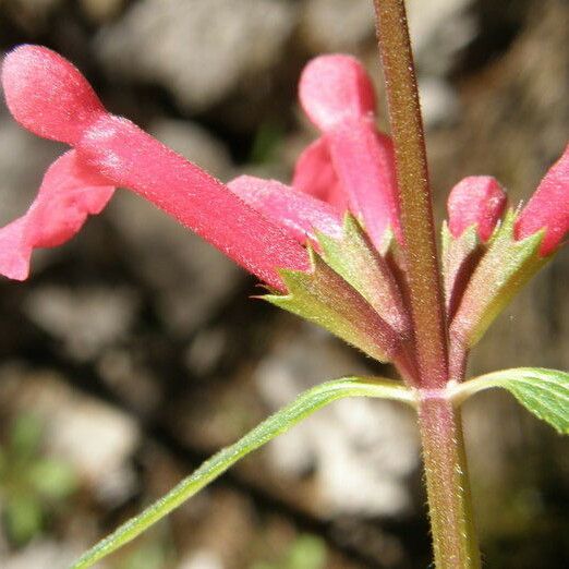 Stachys coccinea Blüte