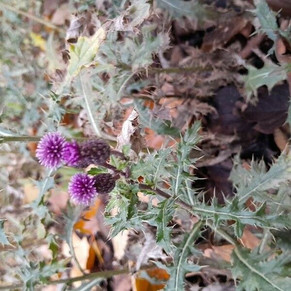 Cirsium arvense 花