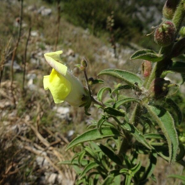 Antirrhinum majus Квітка