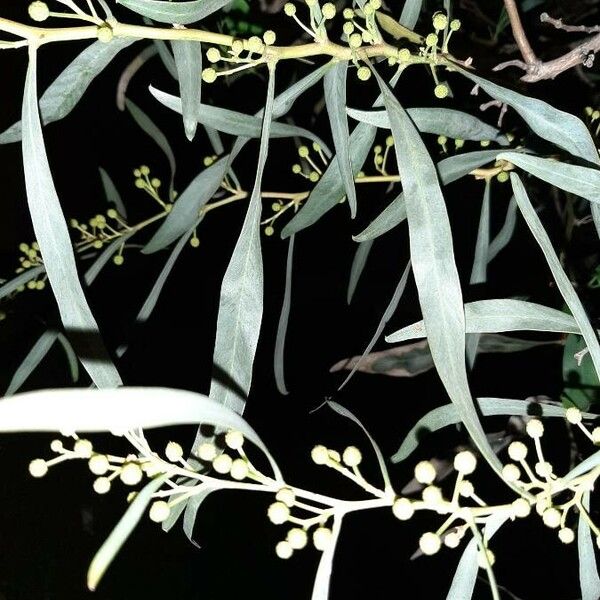 Acacia retinodes Leaf