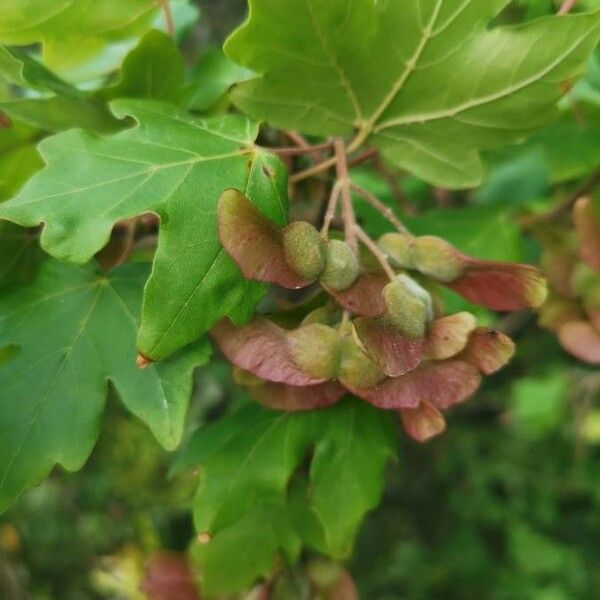 Acer campestre Φρούτο