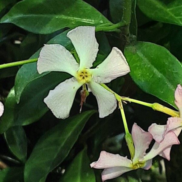 Trachelospermum jasminoides Bloem