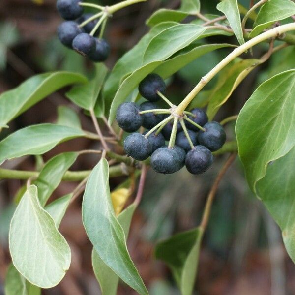 Hedera helix Froito