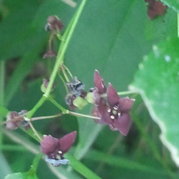 Euonymus atropurpureus Flower