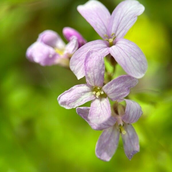 Cardamine bulbifera Lorea