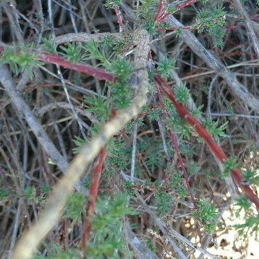 Bassia prostrata Folla