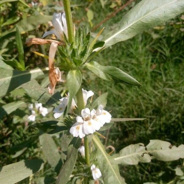 Hygrophila auriculata Kvet