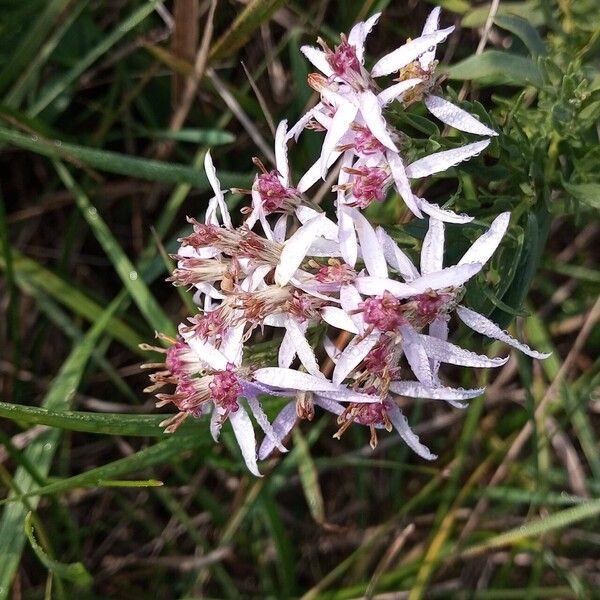 Galatella sedifolia Õis