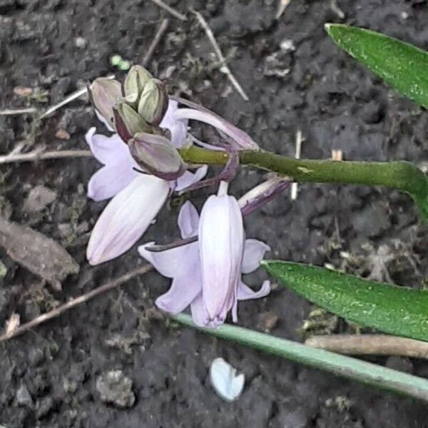 Hyacinthoides hispanica ফুল