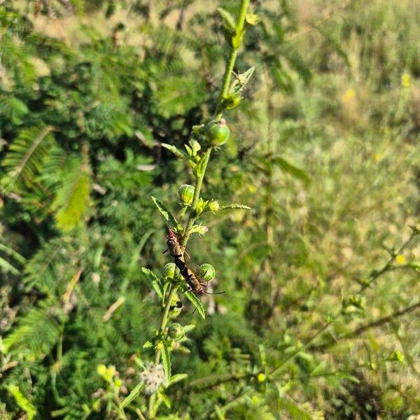 Hibiscus micranthus Plod