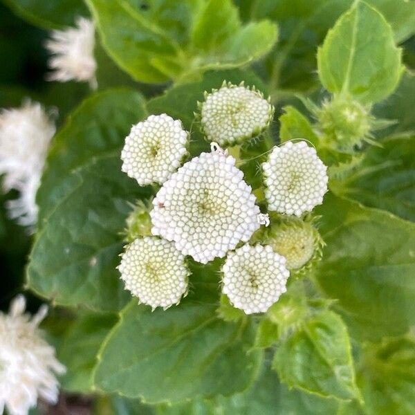 Ageratum houstonianum പുഷ്പം