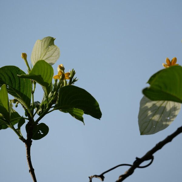 Mussaenda frondosa Ліст