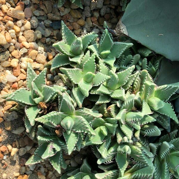 Faucaria tigrina Habitus