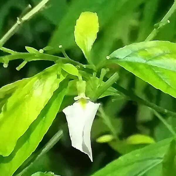 Scutellaria costaricana 花