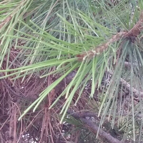 Pinus halepensis Feuille