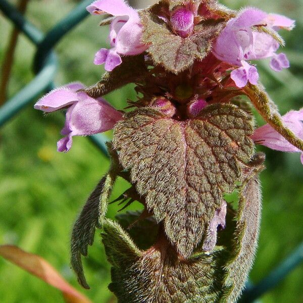 Lamium purpureum Plante entière