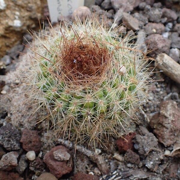 Parodia comarapana