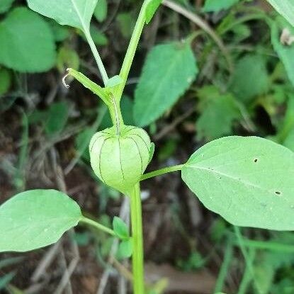 Physalis angulata Fruto